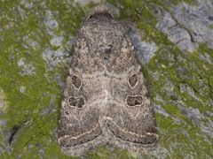 Protorthodes melanopis