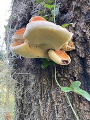 Media resource of Inonotus hispidus