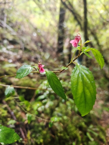 Viola rubella, photograph 3