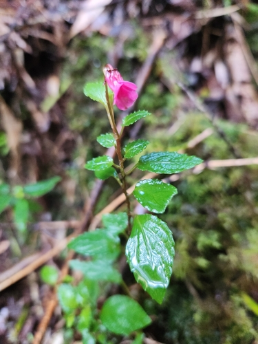 Viola rubella, photograph 4