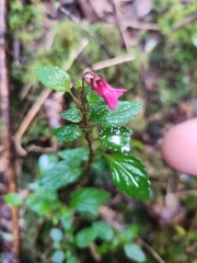 Viola rubella, photograph Inao Vasquez, CC BY, iNaturalist via GBIF