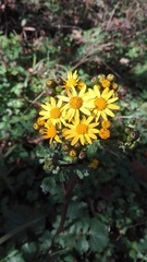 Packera coahuilensis