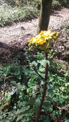 Packera coahuilensis