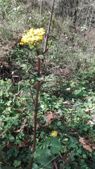 Packera coahuilensis