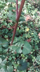 Packera coahuilensis