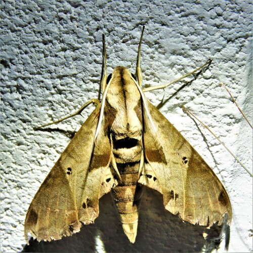 Satellite Sphinx photo 5