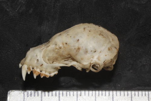 Jamaican Fruit-eating Bat