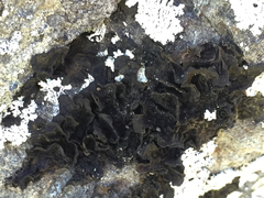 Umbilicaria hyperborea