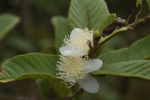 Psidium guajava - Whole tree