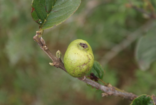 Psidium guajava - Fruit
