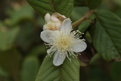 Psidium guajava - Leaves