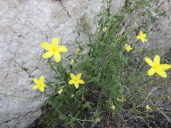 Haplophyton crooksii