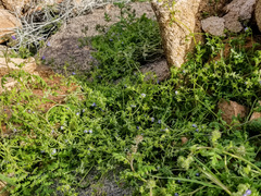 Pholistoma auritum arizonicum