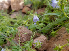 Pholistoma auritum arizonicum
