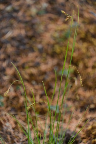 Carex laxa iNat (2)
