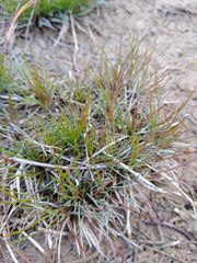 Juncus supiniformis