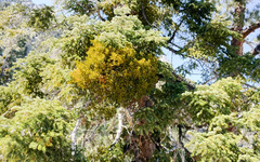 Phoradendron pauciflorum