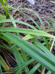 Carex gynodynama