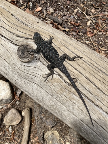 iNaturalist observation photo of Western Fence Lizard