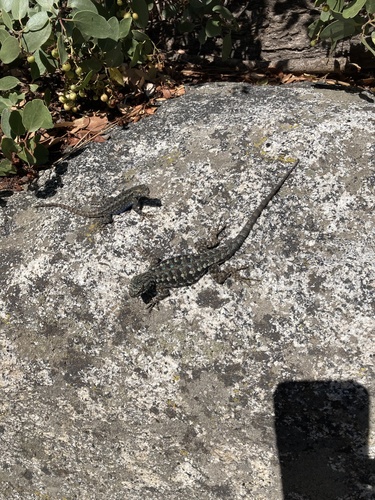 iNaturalist observation photo of Western Fence Lizard