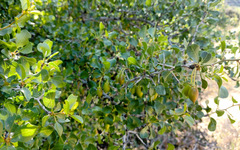 Pseudoziziphus parryi