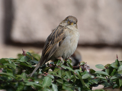 Passer domesticus