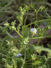 Pholistoma auritum arizonicum