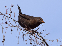 Turdus merula
