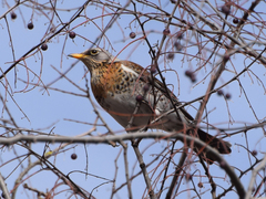 Turdus pilaris