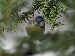 Cyanistes caeruleus
