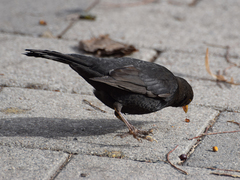 Turdus merula