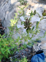 Salvia eremostachya