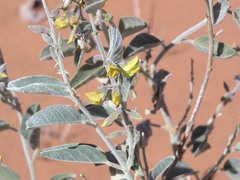 Crotalaria smithiana