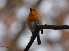 Erithacus rubecula