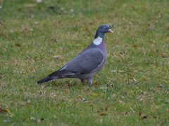 Columba palumbus