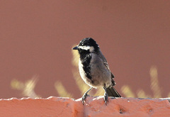 Melaniparus cinerascens