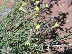 Goodenia armitiana