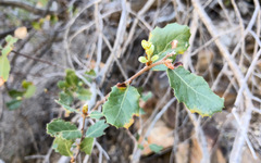 Quercus × acutidens