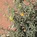 Pigea aurantiaca - Photo (c) Ian McMaster, algunos derechos reservados (CC BY-NC), subido por Ian McMaster