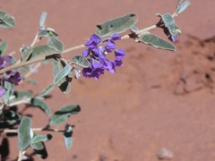 Seringia integrifolia