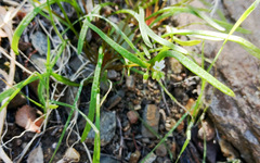 Claytonia parviflora viridis
