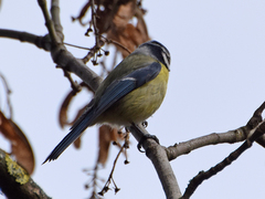 Cyanistes caeruleus