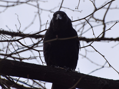Corvus corone