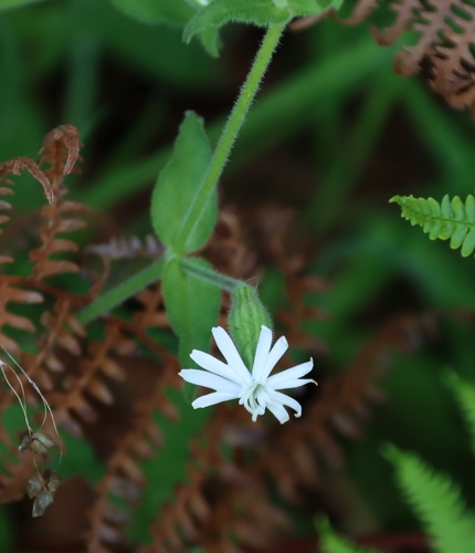 Image of Silene undulata by (c) Tony Rebelo, some rights reserved (CC BY-SA)