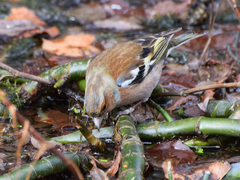 Fringilla coelebs