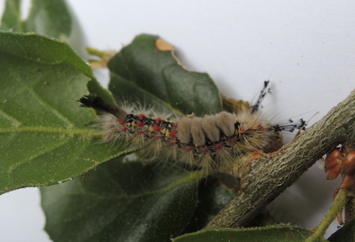 Western Tussock Moth photo 5