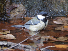 Parus major