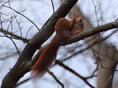 Sciurus vulgaris