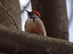 Dendrocoptes medius