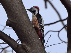 Dendrocoptes medius
